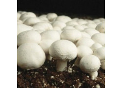 Champignon Aufzucht Lösung