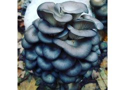 Blauer Austernpilz Aufzucht Lösung