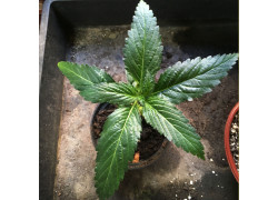 Afrikanisches Damiana