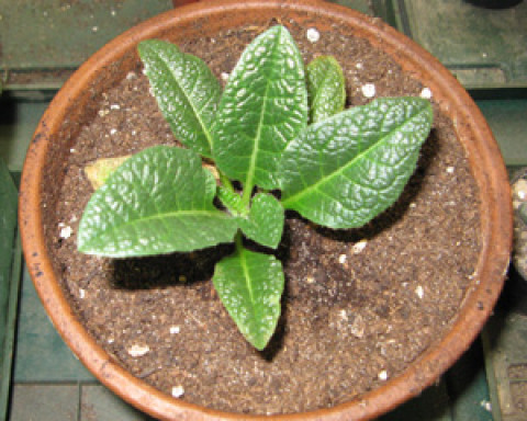 Alraune Pflanze