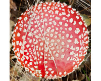 Amanita Pilz Pulver (20g)