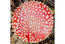 Amanita Pilz Pulver (20g)