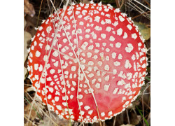 Amanita Pilz Hüte (20g)