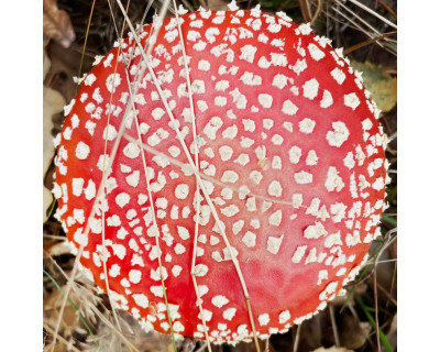 Amanita Pilz Köpfe (20g)