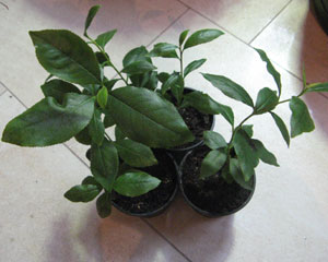 Catha edulis - Khat 