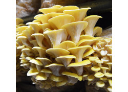 Goldener Austernpilz Aufzucht Lösung