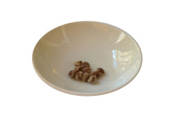 Hawaiianische Holzrose