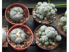 Peyote Kaktus