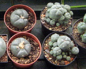 Peyote Kaktus