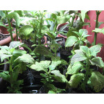 Salvia Divinorum Pflanze