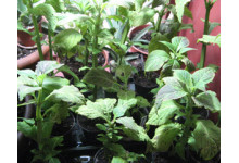 Salvia Divinorum Pflanze