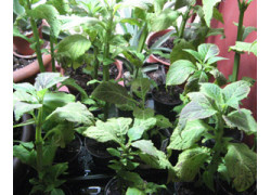 Salvia Divinorum Pflanze