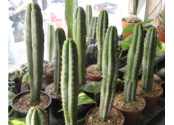 San Pedro Kaktus