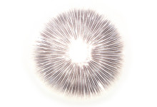 Cubensis Mexico E. Abdruck