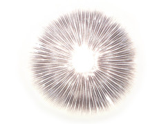 Cubensis Treasure Coast Abdruck