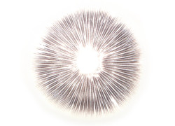 Hericium Aufzucht Lösung