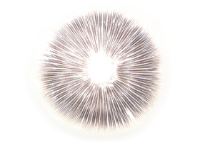 Cubensis Ecuador Abdruck