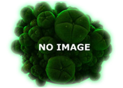 Banisteriopsis Caapi - Samen