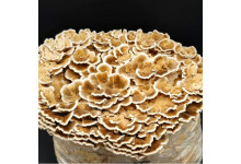 Tramete Aufzucht Lösung