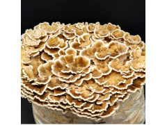 Tramete Aufzucht Lösung