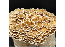 Tramete Aufzucht Lösung