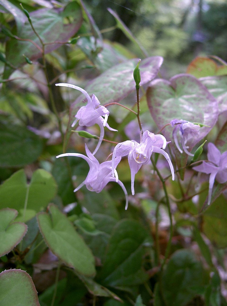Wunderschöne Ziegenkraut Blüte