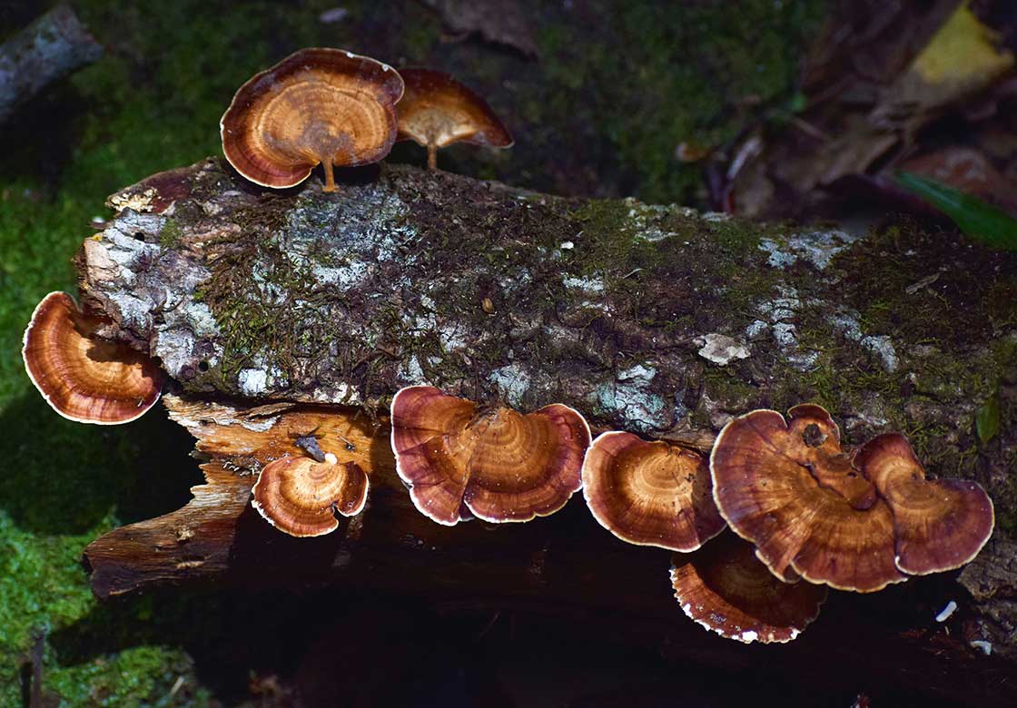 mehrere reishi pilze auf einem baumstamm