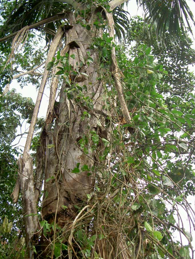 Ayahuasca Liane am Baum Ayahuasca Liane am Baum