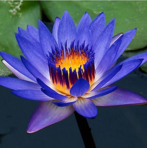 schöone lotus blüte