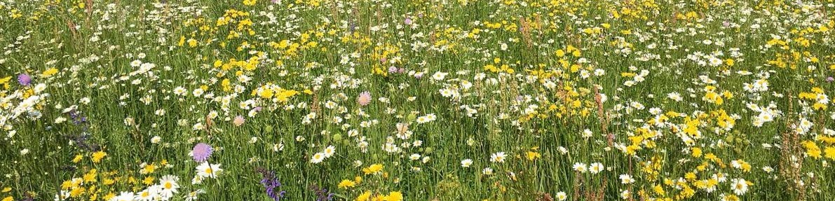 tolle blumenwiese