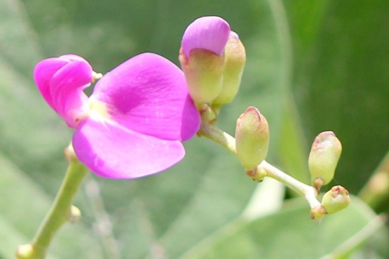 Canavalia Blüte