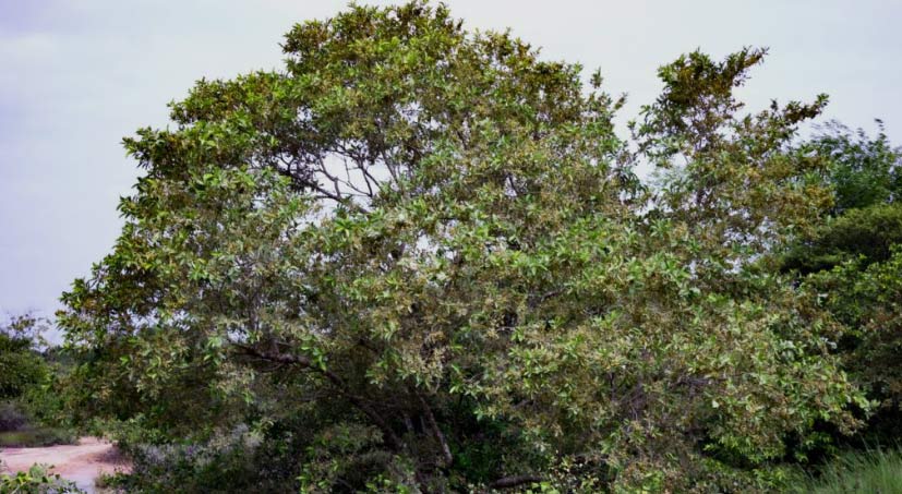 riesiger Combretum Baum riesiger Combretum Baum