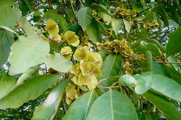 Schöne Combretum Blüten Schöne Combretum Blüten