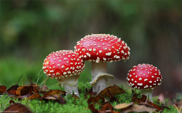 schöne fliegenpilz familie
