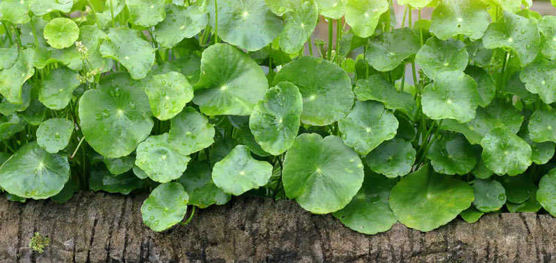 Schöne Gotu Kola Pflanzen nebeneinander arrangiert