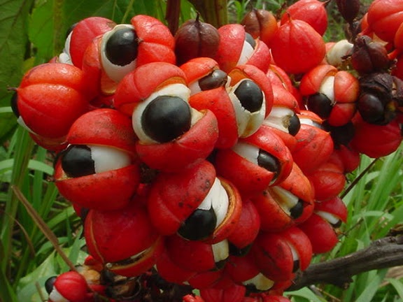 Guarana Früchte Guarana Früchte