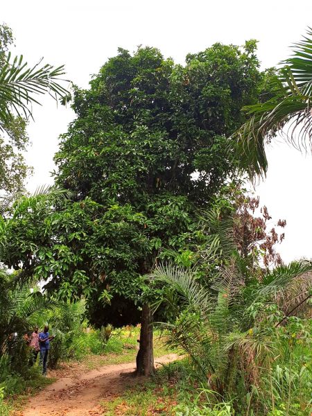 kolanussbaum in togo