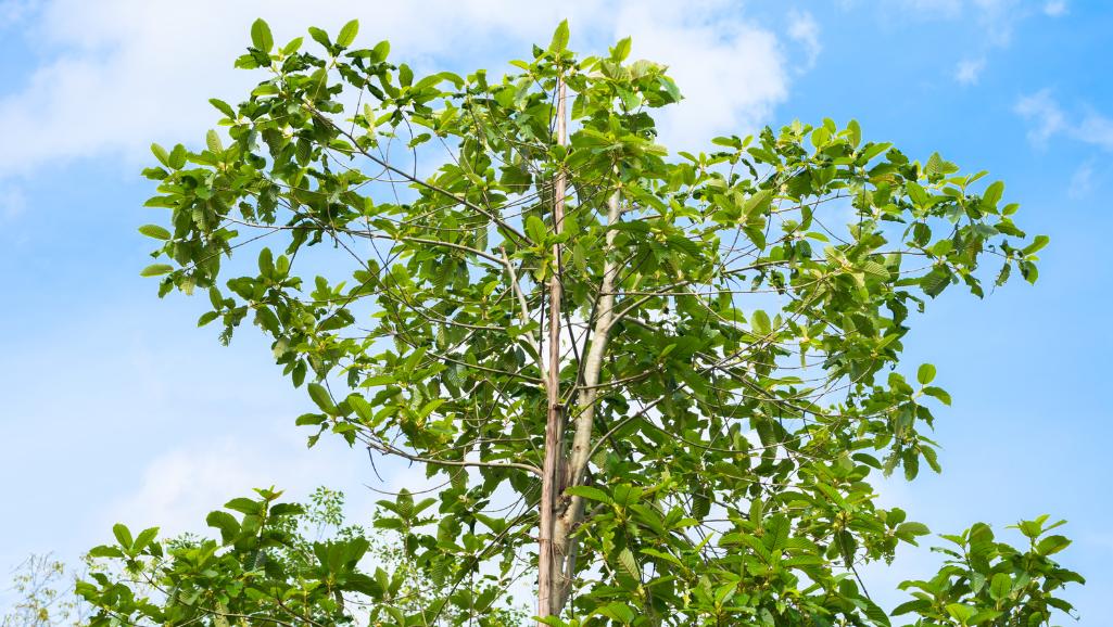 Kratom Baum