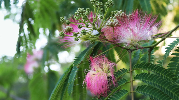 sehr schöne mimosa blüte sehr schöne mimosa blüte