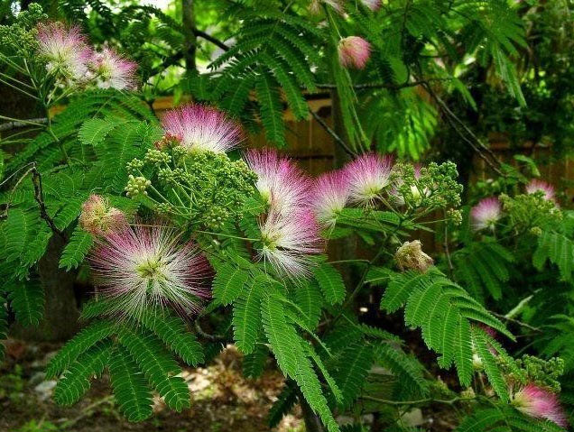 noch mehr schöne mimosa blüten noch mehr schöne mimosa blüten