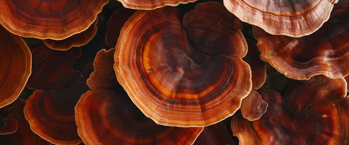 schöne reishi pilze