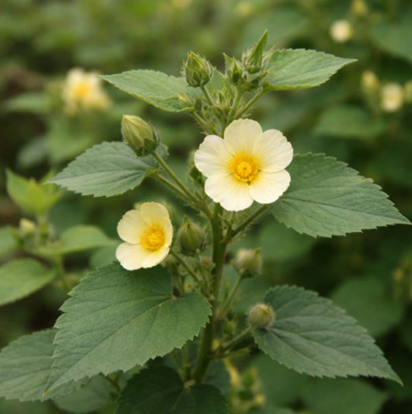 Sida Cordifolia Blüte Sida Cordifolia Blüte
