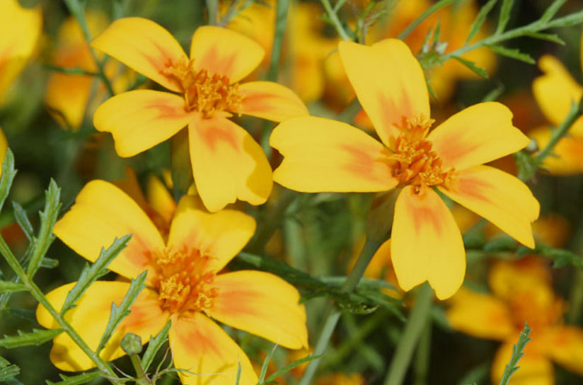 Tagetes lucida Blüten