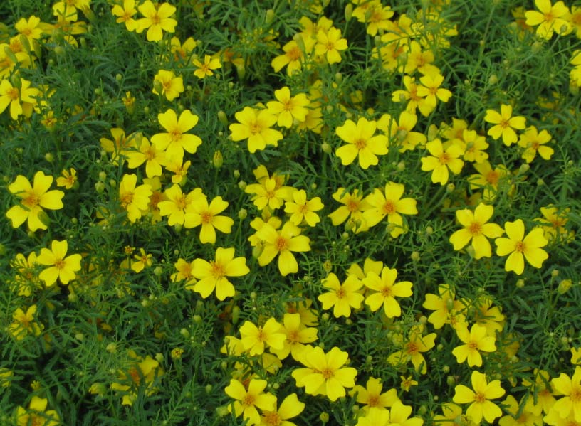 Noch mehr Tagetes lucida Blüten
