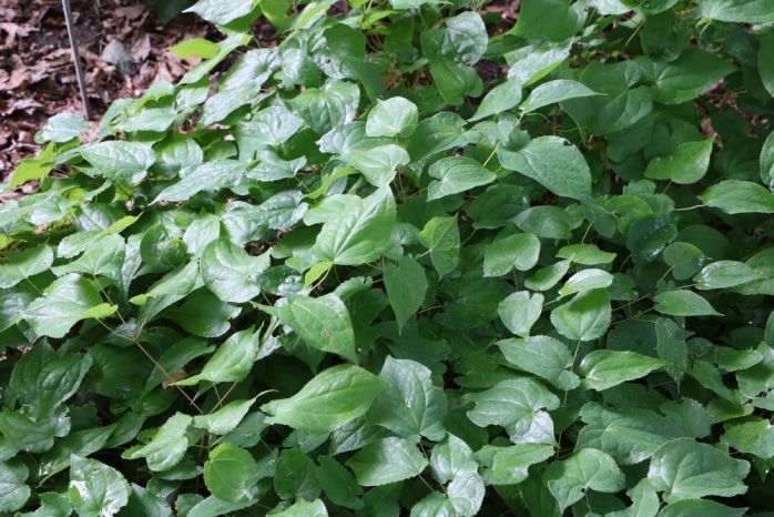 Ziegenkraut Wald